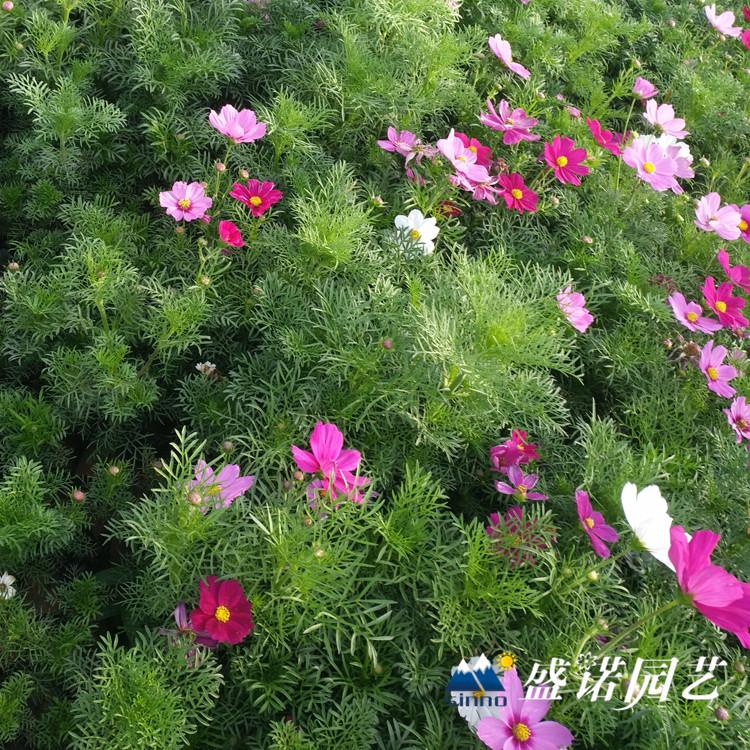 优质多色波斯菊 格桑花小苗 波斯菊种苗 波斯菊苗 波斯菊批发 波斯菊基地 源头货源