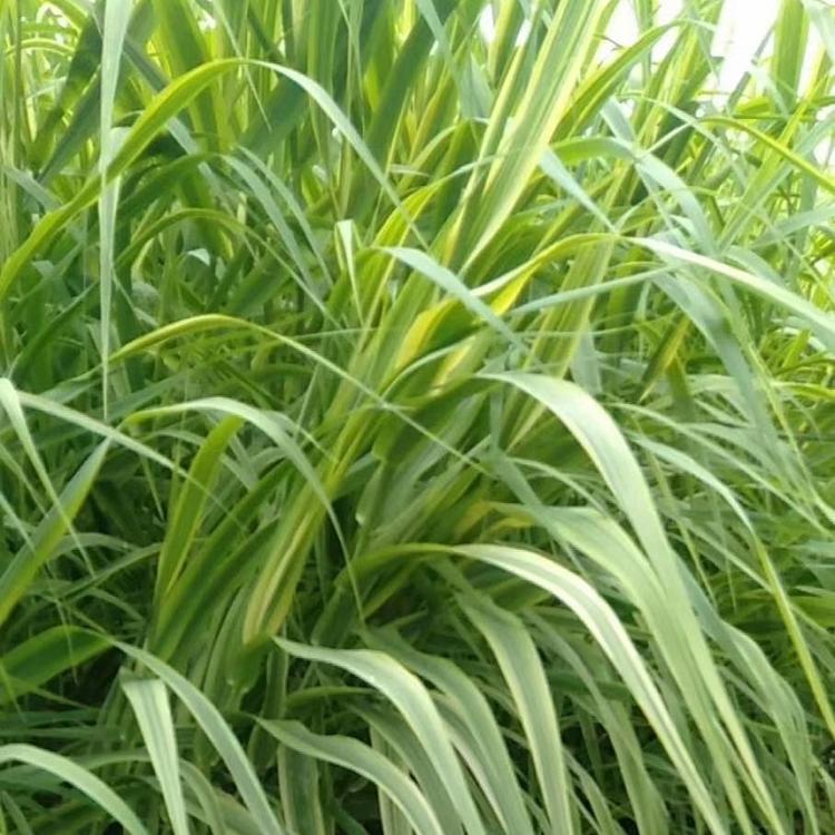 芦竹 批发水生花卉花叶芦竹草苗价格 花叶芦竹种子水体绿化