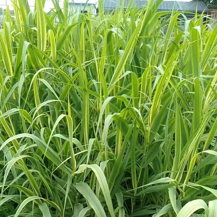 四季花卉直供花叶芦竹 河南花叶芦竹 花叶芦竹批发