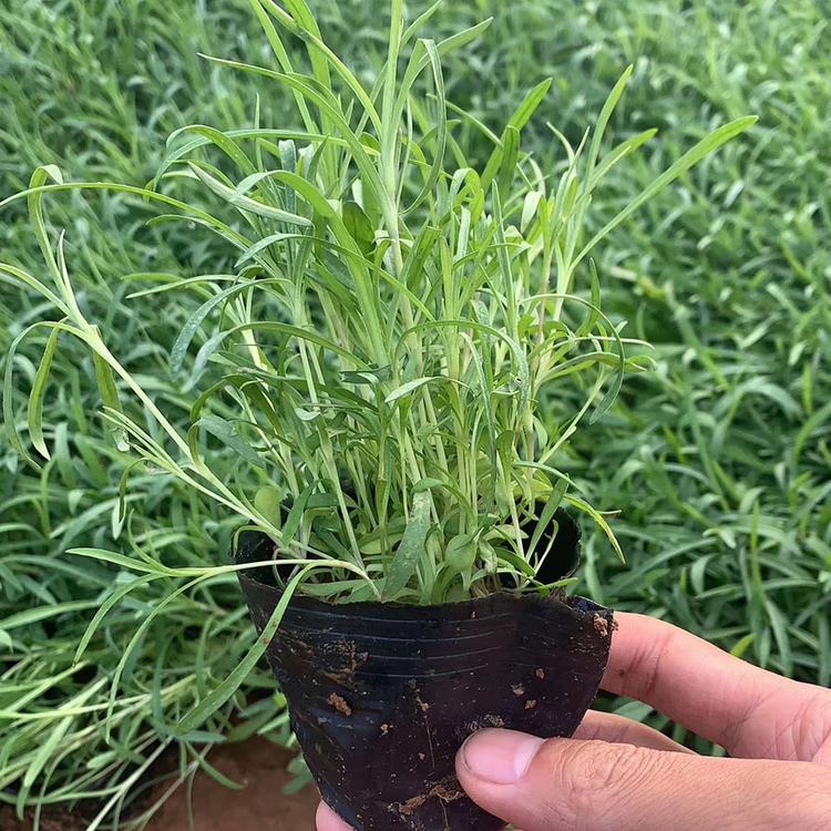 基地直供地被石竹 森木批发质量好的地被石竹
