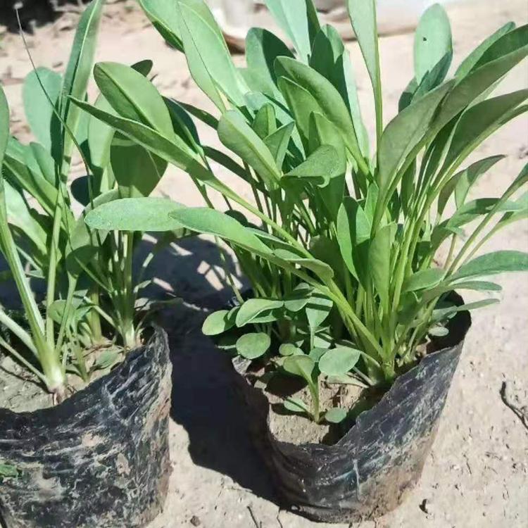 销售宿根大叶金鸡菊  金鸡菊价格