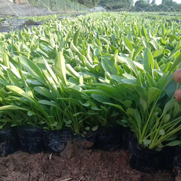 销售宿根大叶金鸡菊  金鸡菊报价