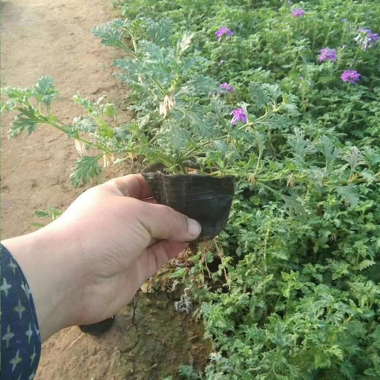青州美女樱批发商 美女樱基地种植
