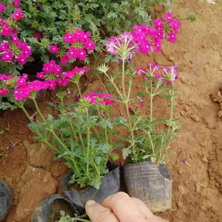 美女樱 美女樱种植基地批发 美女樱小苗 绿化用苗