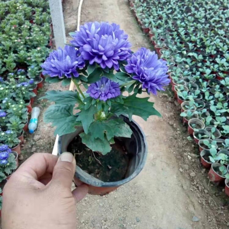 翠菊 红色翠菊 蓝色翠菊 翠菊种植基地批发 翠菊报价
