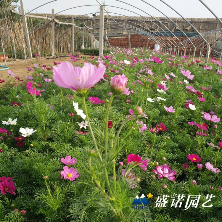 波斯菊 优质格桑花苗 波斯菊花苗 波斯菊种子 宿根地被花卉基地