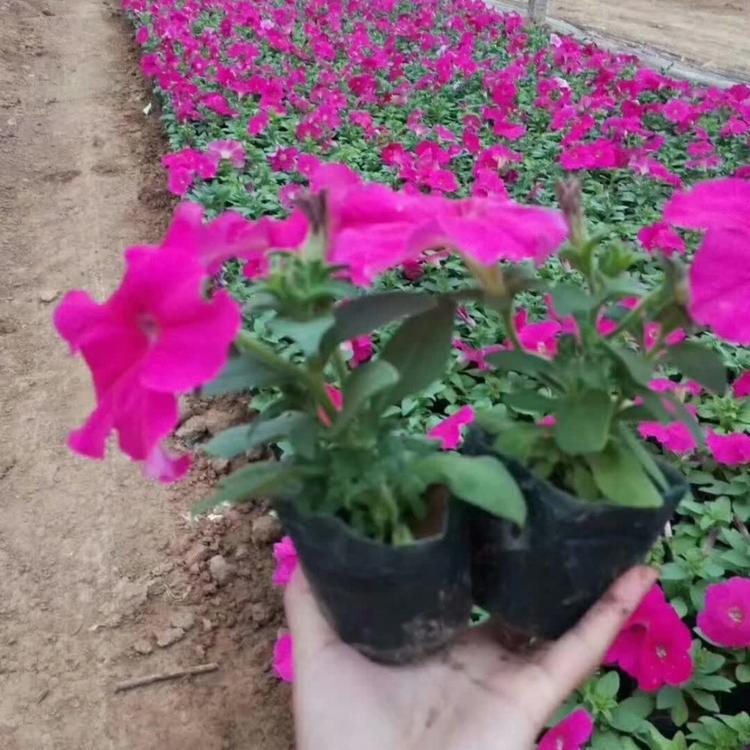 矮牵牛 牵牛花 牵牛小苗种植基地 牵牛花种子批发价格