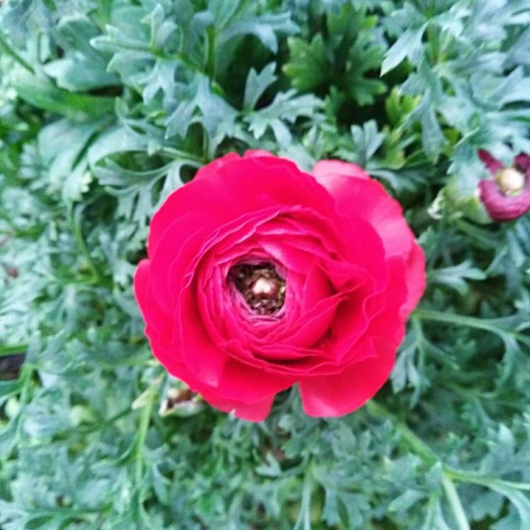 芹叶牡丹大量种植 山东芹叶牡丹批发商
