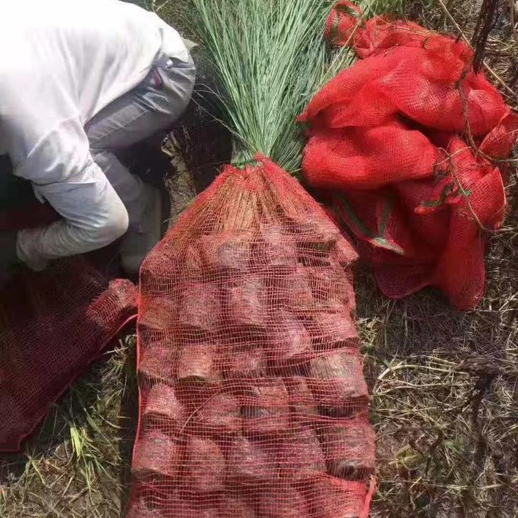 优质上盆细叶芒 花叶芒 多年生观赏草 细叶芒种植基地批发价格