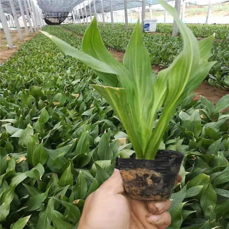 玉簪 玉簪种植基地 玉簪小苗批发价格 绿化玉簪 玉簪大量供应