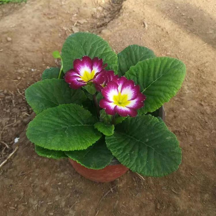 报春花 青州宿根花卉种植基地 报春花销售商 山东报春花