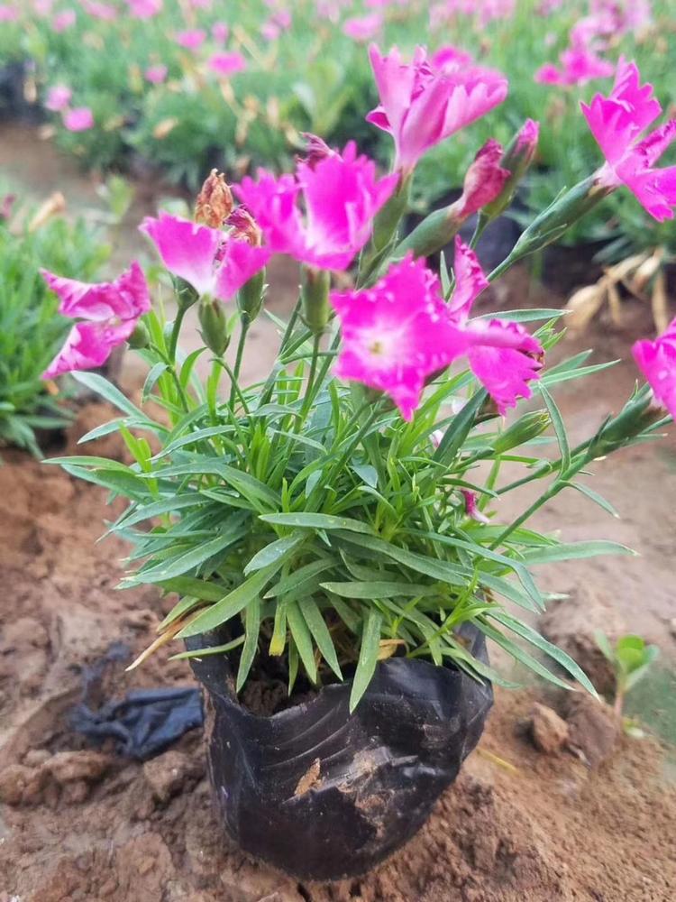 欧石竹种植基地服务完善