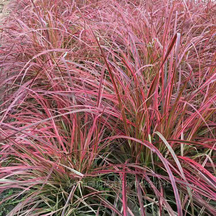 顺和花海景观 紫穗狼尾草_现货报价