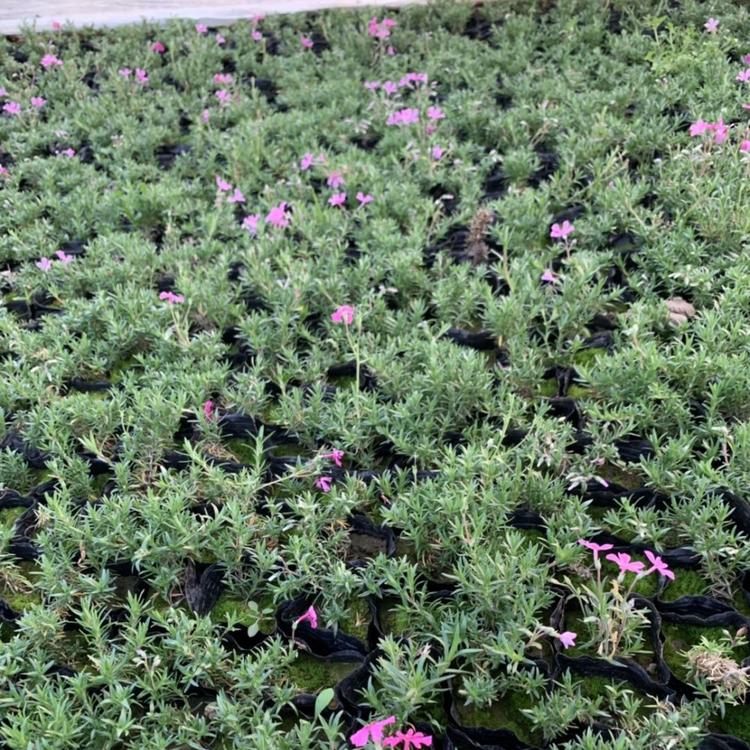 芝樱 芝樱花海 福禄考种植基地 山东芝樱 价格 花海景观草花