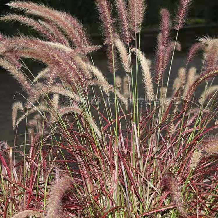 狼尾草 紫穗狼尾草种植基地 紫穗狼尾草基地 紫穗狼尾草批发 批发紫穗狼尾