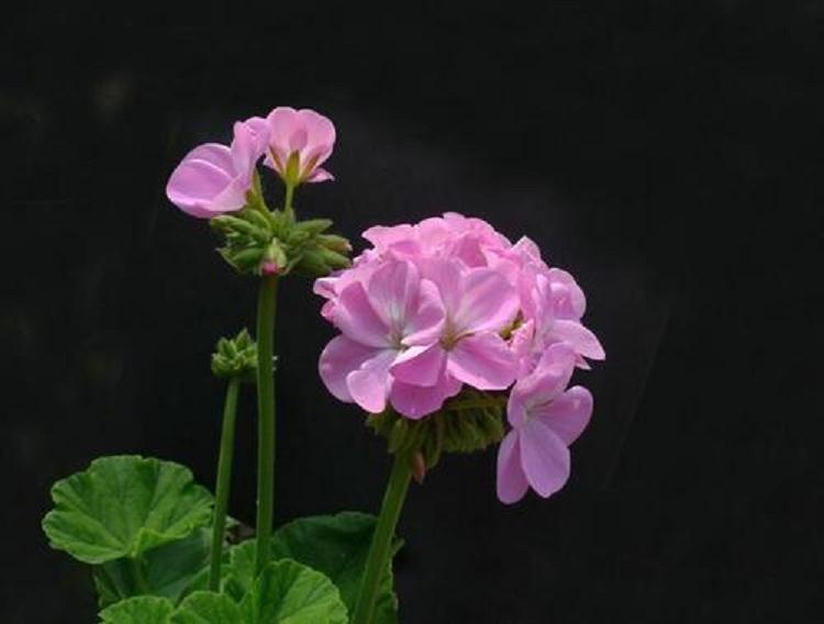 办公室绿植驱蚊香草花卉 批发室内盆栽天竺葵净化空气