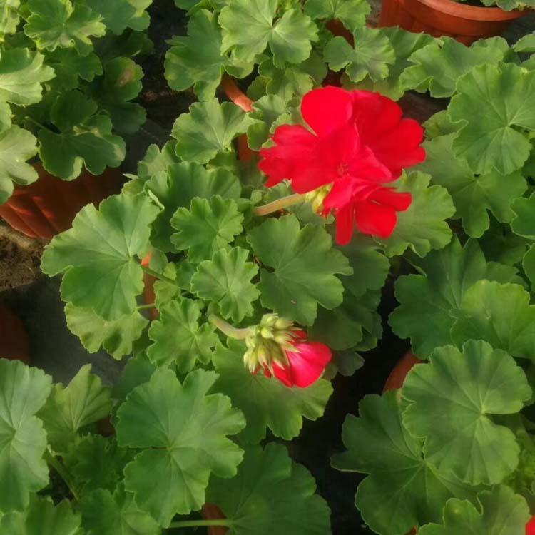 山东室内驱蚊香 草芳香植物香叶苹果天竺葵批发