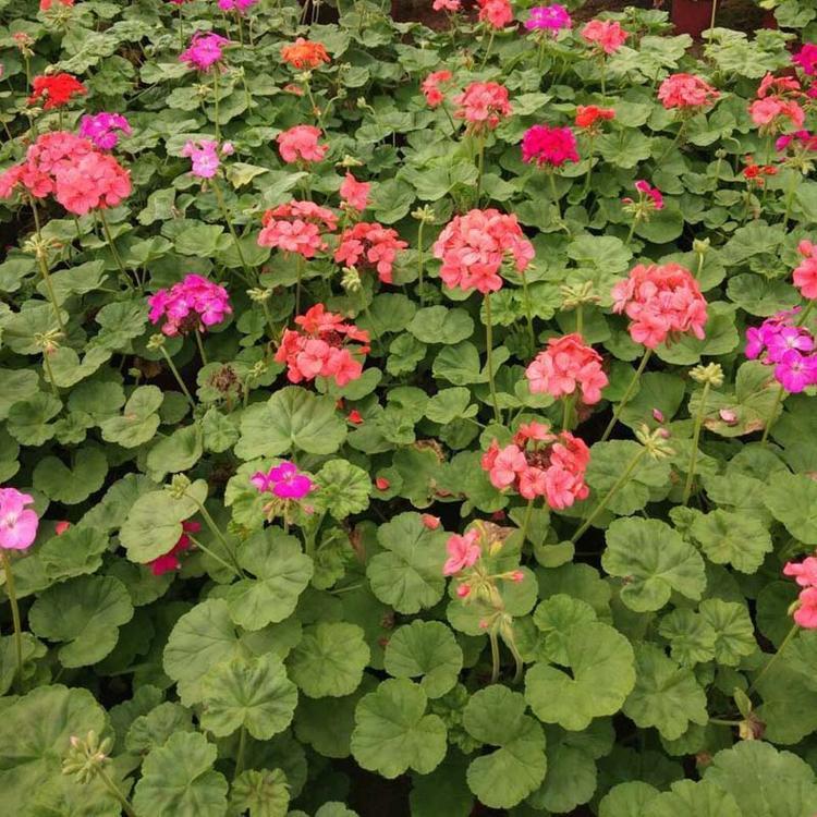 天竺葵 垂吊天竺葵 种植基地 批发销售 青州顺和花卉苗木