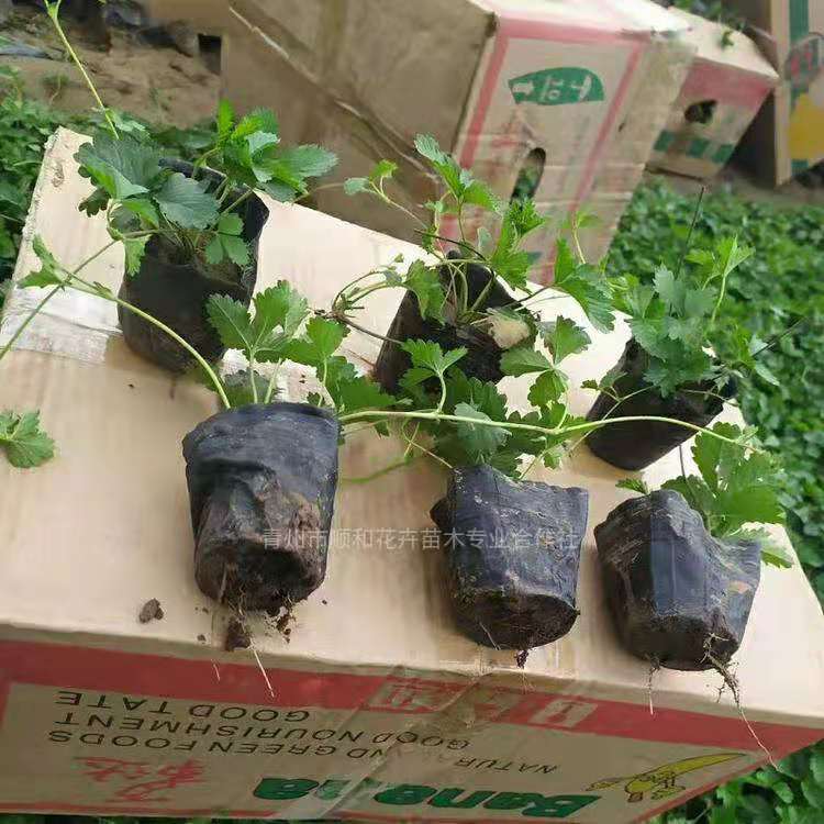 供应宿根花卉 委陵菜批发 三叶委陵菜小苗 三叶委陵菜培育