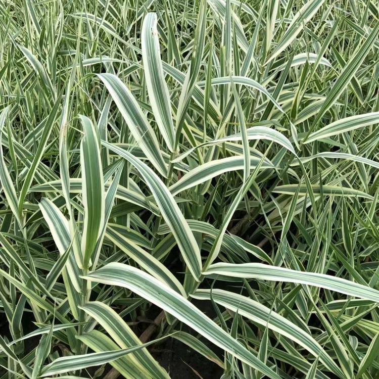 青叶芦竹批发 青叶芦竹价格 青叶芦竹种植基地