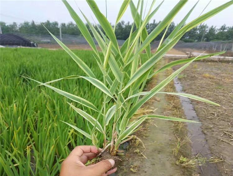 青叶芦竹批发价格 山东青叶芦竹种植基地 青叶芦竹供应商