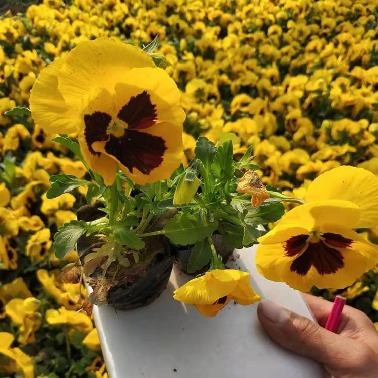 顺和花卉厂家直销 三色堇价格 三色堇批发 三色堇种植基地