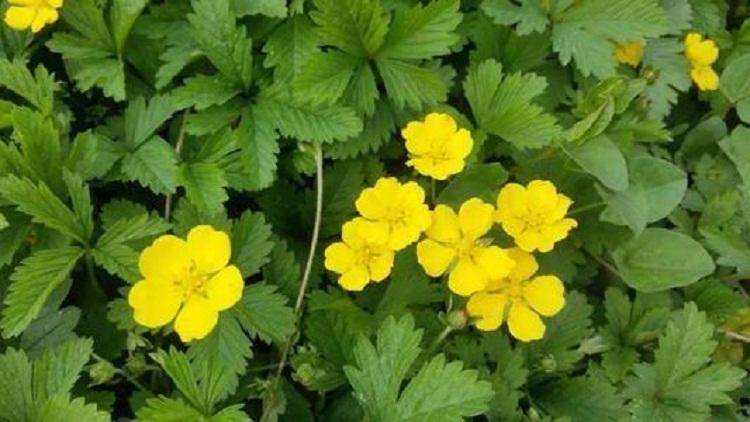 青州草花基地生产委陵菜 三叶委陵菜 五叶委陵菜价格批发 宿根花卉