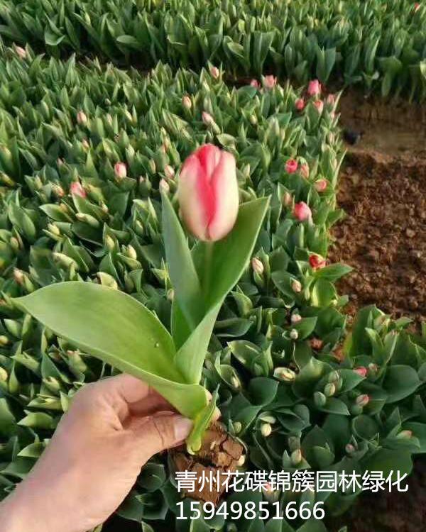 郁金香批发基地 郁金香现货批发 郁金香庭院花卉
