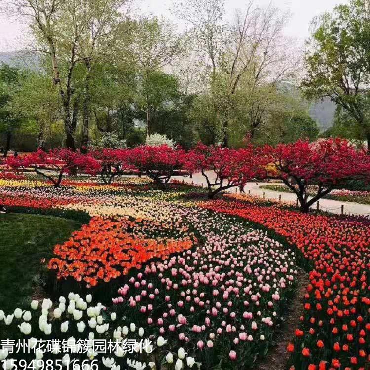 山东郁金香批发基地 山东潍坊郁金香