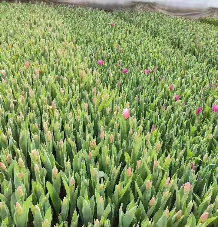 基地直销观赏郁金香