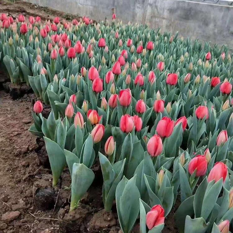 基地直销观赏郁金香大面积绿花花卉批发