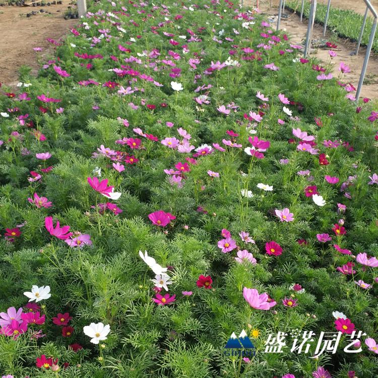 山东草花花卉基地 优质波斯菊小苗 波斯菊花海小苗 波斯菊苗 波斯菊花苗 波斯菊种子