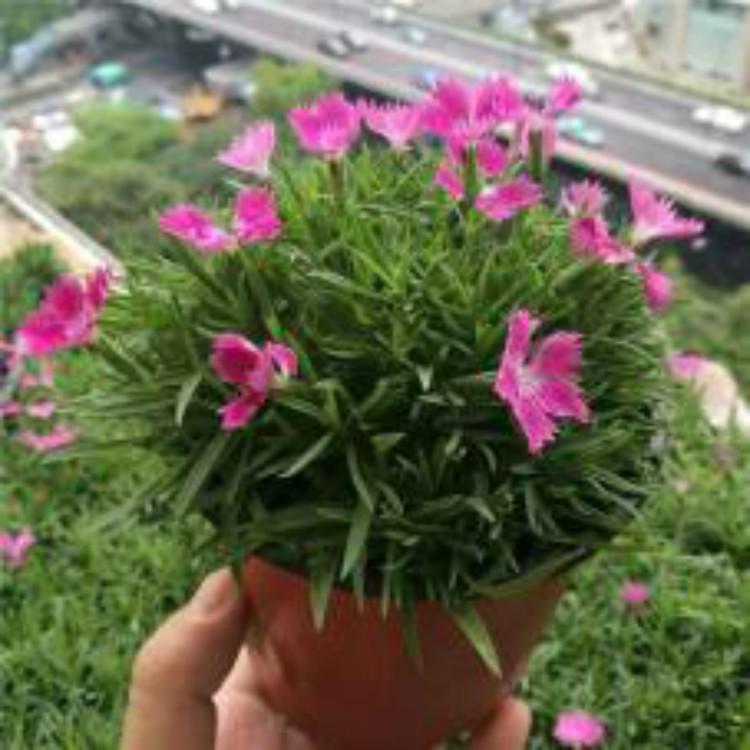 欧石竹 欧石竹批发价格