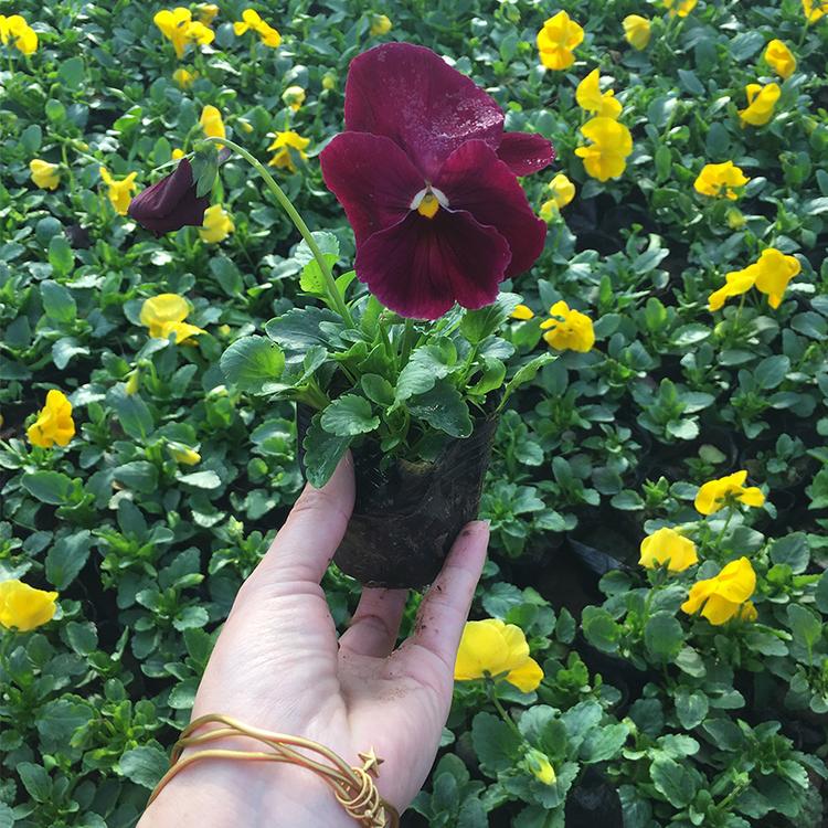 观花三色堇 青州草花种植基地 三色堇价格咨询 鸿艺花卉