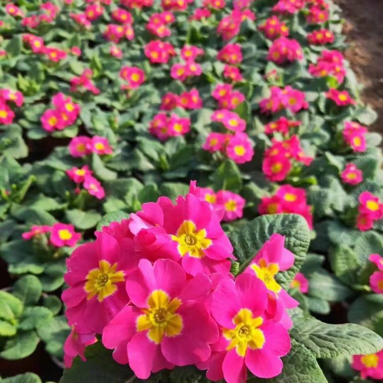 山东耐寒花草 三色堇批发 三色堇基地发货 青州草花基地直销