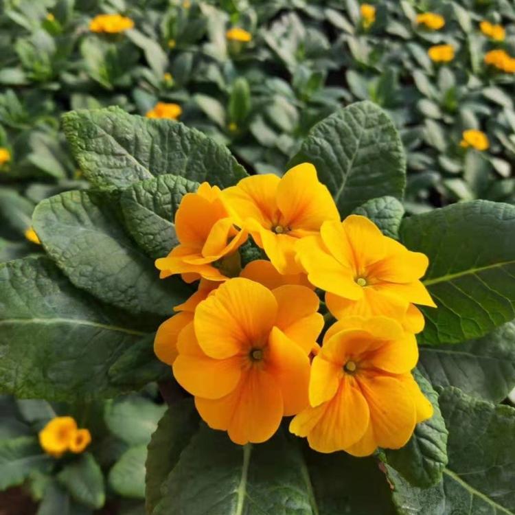 盆栽花坛绿化专用 花卉基地供应三色堇盆栽 营养杯三色堇