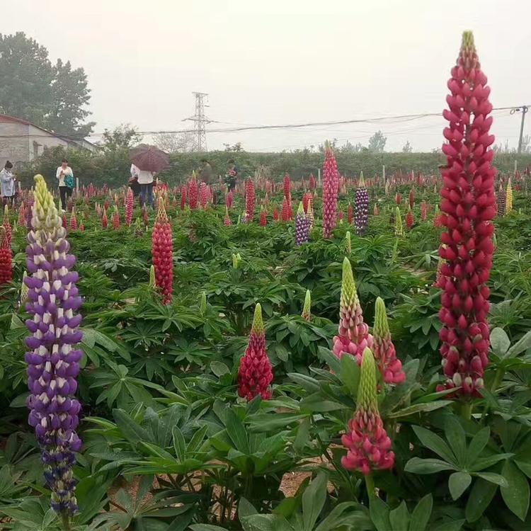 鲁冰花 鲁冰花小苗 山东鲁冰花种植基地 羽扇豆价格咨询 鸿艺