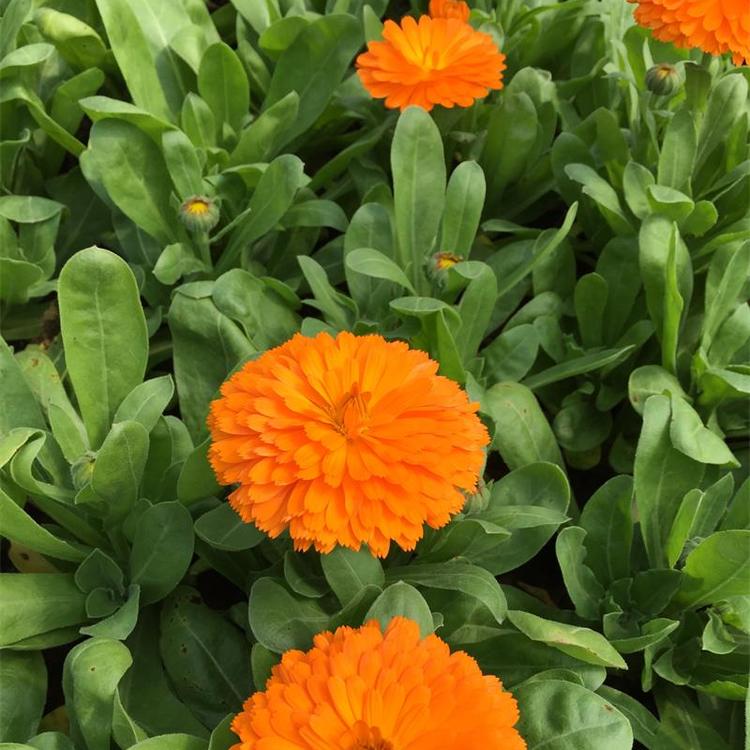 金盏菊 青州草花种植基地 金盏菊价格 金盏菊销售 鸿艺花卉