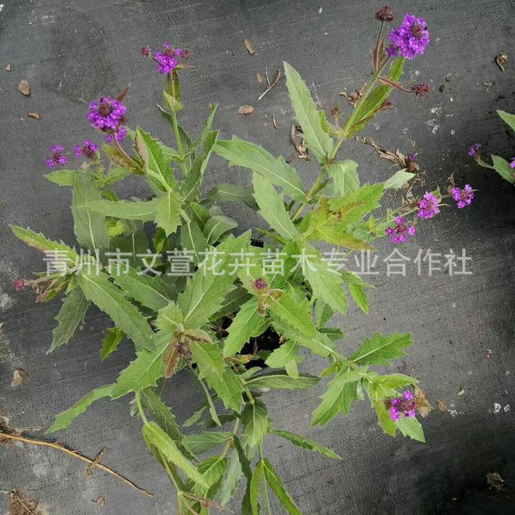 文萱柳叶马鞭草基地 青州草花 青州马鞭草 供应精品马鞭草