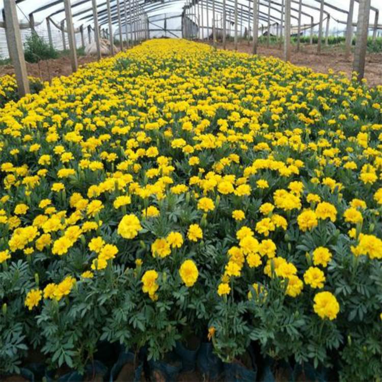 孔雀草小苗 青州孔雀草种植基地