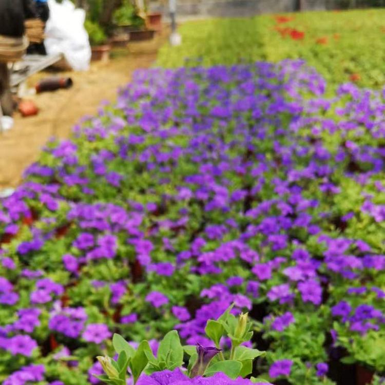 矮牵牛 青州矮牵牛盆栽花 矮牵牛基地 四季草花 时令草花