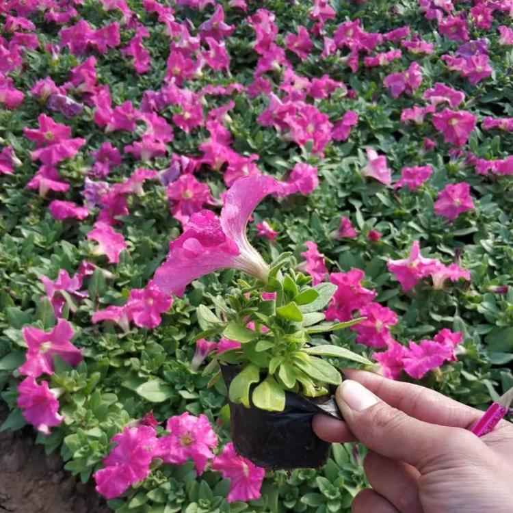 批发矮牵牛草花 玫红矮牵牛价格 小杯矮牵牛价钱