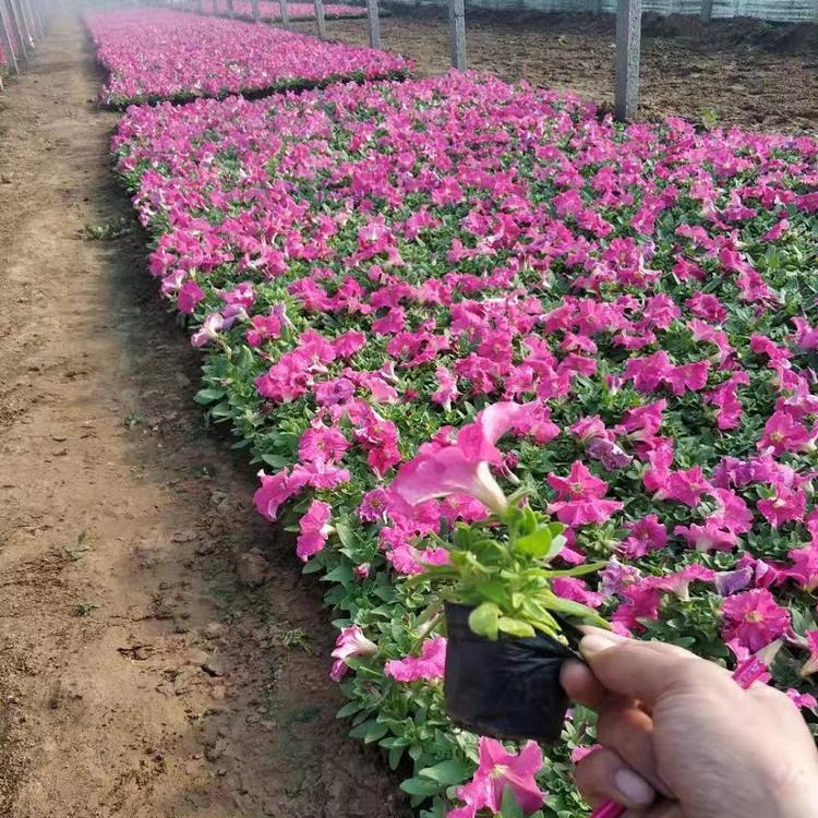 矮牵牛批发 矮牵牛多色花系 时令花卉矮牵牛 量大从优