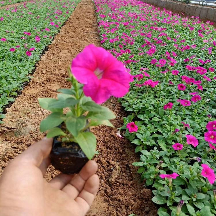 牵牛花 多色矮牵牛花 双色盆矮牵牛花 双色盆牵牛 矮牵牛基地