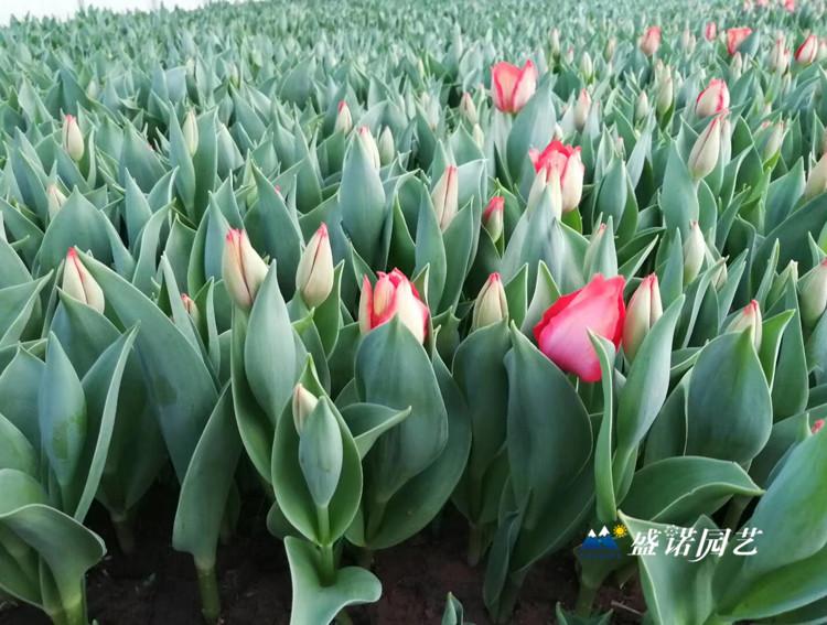 优质多色郁金香 山东郁金香 郁金香花苗 郁金香小苗 郁金香种苗 郁金香种子  基地直销
