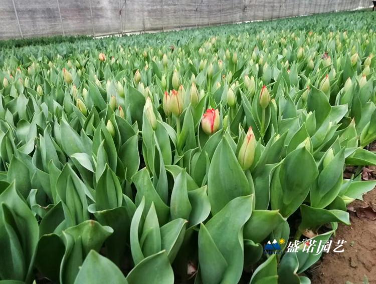 山东基地直销郁金香苗 郁金香花苗 郁金香种子 宿根地被花卉基地