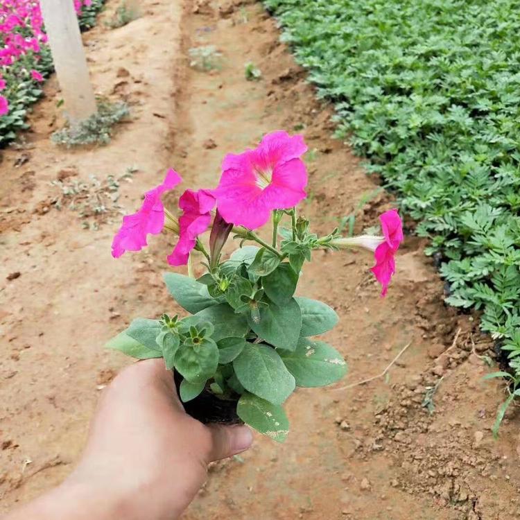 质量好的玫红色矮牵牛花 顺和花卉 装饰用玫红色矮牵牛