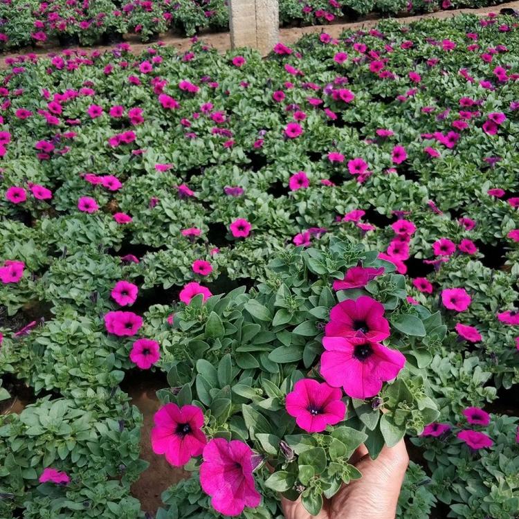 绿化工程用红色矮牵牛 庭院用红色矮牵牛批发 顺和花卉