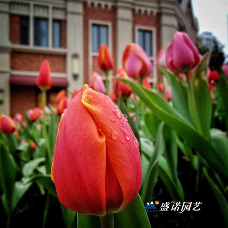 山东草花花卉基地 优质郁金香小苗 郁金香花海小苗 郁金香苗 郁金香花苗 郁金香种子