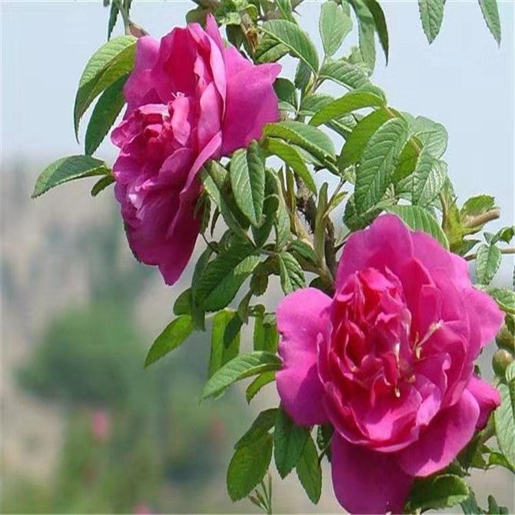 大量供应四季玫瑰 四季玫瑰报价 四季玫瑰价格 四季玫瑰种植基地